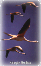 Flamencos - Laguna Llancanelo - Malargue (Malarge) - Mendoza