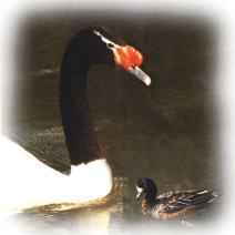 Cisnes de Cuello Negro - Laguna Llancanelo - Malargue (Malargüe)