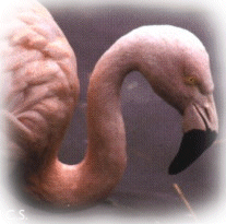 Flamencos - Laguna Llancanelo - Malargue (Malarge)