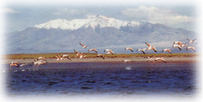 Laguna de Llancanelo y Volcán Malacara - Malargüe (Malargue) - Mendoza