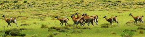 Payunia Reserve - Malargue Mendoza Argentina